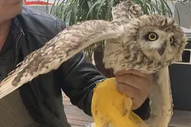 男子路边兜售“野味”竟有国家二级保护动物图片