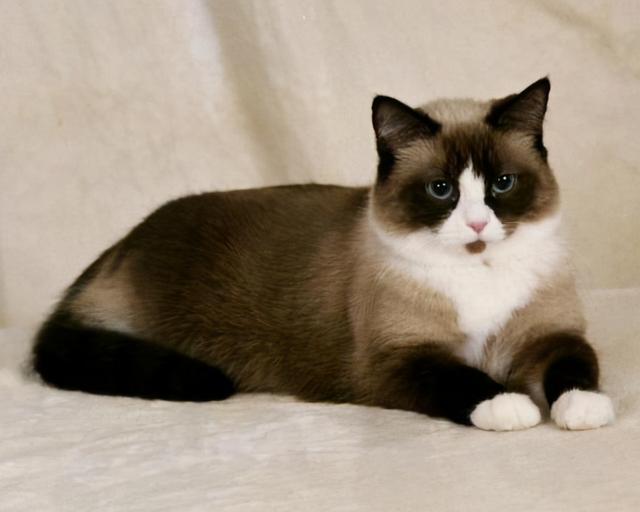 9种适合家养的“小”猫咪，第一名是英短还是田园？
