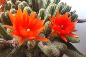 “仙人”指路，手残党也能养好仙人掌图片