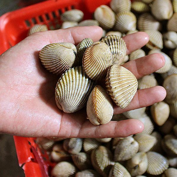 食材分享｜没有鸡腿的鸡腿螺，凡是吃过的都说鲜味馥郁，Q弹爽口