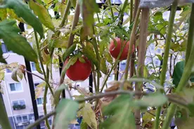 一等奖作文《一畦菜地》，以小见大，余味悠长图片
