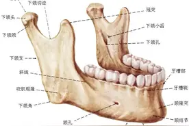 颅面颈部（颅面骨、眼眶、腮腺等）详细解剖图谱图片