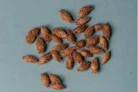 吹空调鼻炎来犯？既可食疗又可外敷的名药了解一下图片