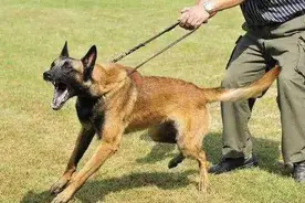 古代没狂犬疫苗，被狗咬了该怎么办？有一土方1800年前就在用图片