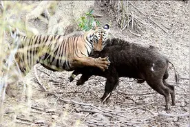 大野猪强过虎？在东北虎的地盘上，就数野猪被吃得多图片