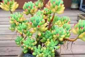 夏季高温炎热，养殖多肉选这2款，外观像葡萄晶莹剔透、水灵灵图片