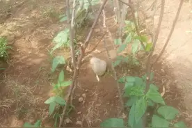 菜园景色美，豆角攀爬 黄瓜抓秧，一片丰收景，好田园图片