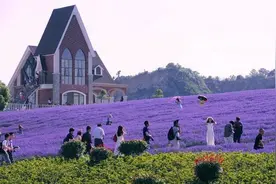 江浙沪少为人知的度假地：大片薰衣草花海向你袭来图片