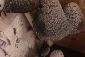 女业主被家里的蘑菇吓哭：怎么都除不掉，晚上还会化成一滩“黑水”！图片