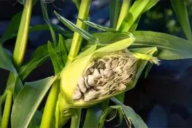 玉米穗上长的“瘤”，能生吃能炒菜，价值高，见到别放过图片