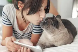 猫咪真的喜欢被亲吻吗？图片