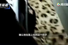 交通事故涉事车内疑有一只金钱豹尸体，司机称是“路边捡的”！森林派出所已介入调查图片