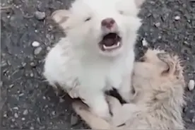 小奶狗在雨中坚守同伴，不断哀嚎令人心酸，狗狗：谁来帮帮我们图片