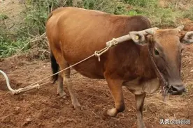 水牛力气比黄牛大，为什么人们反而喜欢养黄牛耕地？6个原因图片