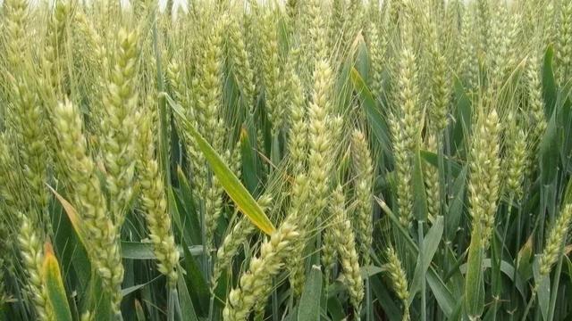 为什么越来越多的人喜欢用氨基酸水溶肥？它有什么作用？