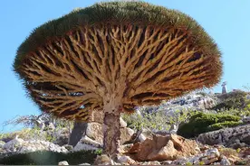 世界自然遗产 也门索科特拉岛 地球上最像外星球的奇幻之地图片