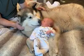 大狗照顾小宝宝，因太“细心”走红，主人：真没白养啊图片