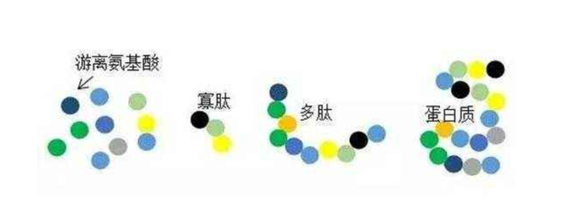 除了氮磷钾肥，氨基酸水溶肥的功能你知道吗？