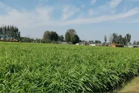 河北行唐：种姜人的悲哀，每一位种姜人都该看图片
