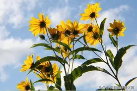 有一种爱，叫此生有你，便是晴天图片