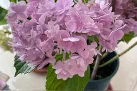 秋季刚好可以扦插5种花，很好成活，生机盎然长势快很美艳图片