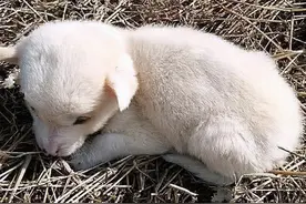 狗狗放羊圈里养，生下独子后却让人好奇：这模样是随了谁？图片