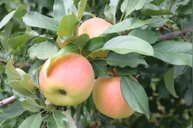通州这里的苹果、葡萄熟了，品种丰富、品质上乘，快来撒欢采摘图片