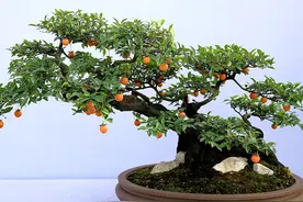 价值上百万的极品金弹子盆景，一颗就能换一套房图片