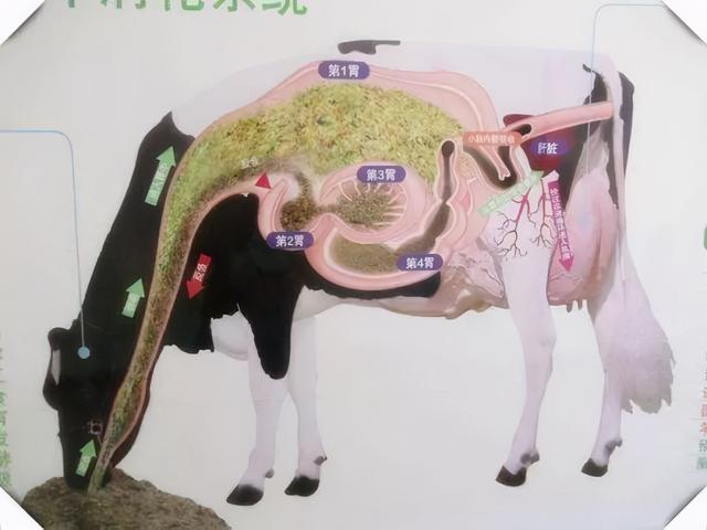 澳洲母牛开始吃蛇，专家称缺乏营养，是真的吗？这预示着什么？