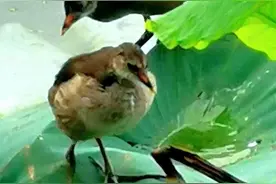 另一番景象图片