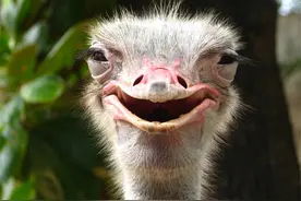 作为跑得最快的鸟，在遇到危险时，真的会把头埋进土里吗？图片