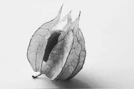 绝美，素描，花，简单易学，一直铅笔搞定图片