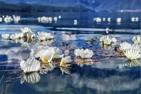 泸沽湖水性杨花已经盛开，你何时来？图片