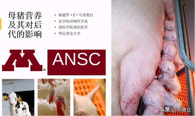 李曼大会听课笔记连载（二）（母猪营养、生长速度、应激、无抗）