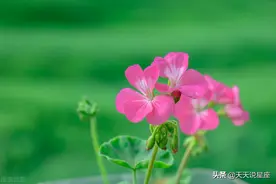 很好追求，但却很难相处，会让你觉得有点疲倦的三个星座女图片