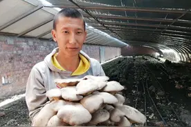 米东区：小蘑菇大产业图片