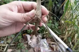反常！江苏河道大虾泛滥，鱼钓不到，大虾却钓起两三斤图片