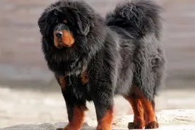 4大土生土长的中华猛犬，实力非凡，在国外非常有名图片