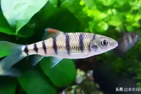 俗称“溪石斑”，对水质要求高，以前抓来喂猪，现在一斤卖三百元图片