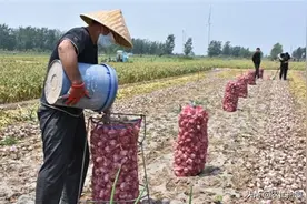 4月爽约不来收，如今涨价翻倍，农民惜售不卖，商贩悔不当初图片