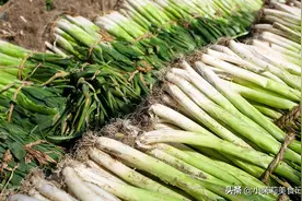 全国哪的大葱最好吃，经过评比，这8个地方比较出名，有你家乡没图片
