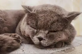 自己遛自己的猫图片