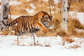 人工繁育东北虎近千只，为何不能放虎归山？专家：野化老虎更危险图片