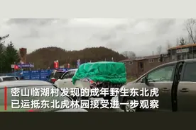进村东北虎已送至牡丹江市东北虎林园，负责人：暂时谢绝参观图片