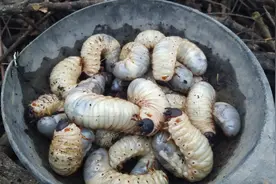 农村柴堆里发现这种大白虫，老人说能吃，年轻人不敢尝试视频封面