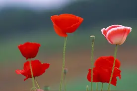 异性朋友关系不纯洁的迹象：三越界图片
