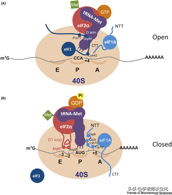 蛋白质翻译的起始阶段（一）