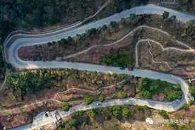 苍南金乡梅峰公园梅花盛开，踏春赏梅的最佳时节到了图片