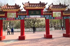 133岁老梨树开花，万朵白梨花争奇斗艳，有空来看看吧图片