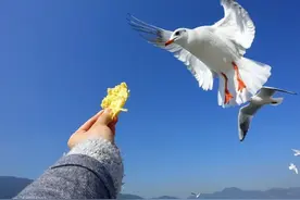 一个人的大理，六天行程，感受风花雪月之行图片